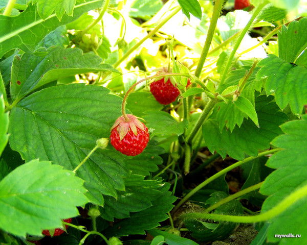 Шустрова Лариса