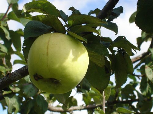 Ененкова Светлана