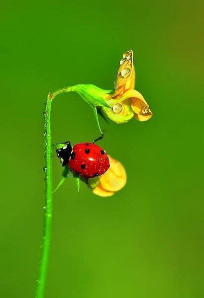 Олеся Волкова