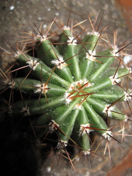 Роберт Халиков