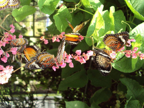 Анна Семкив