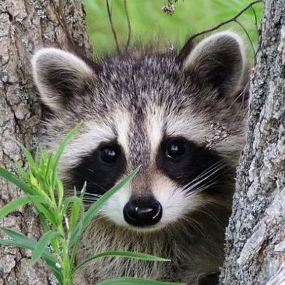 Семен Ламанов