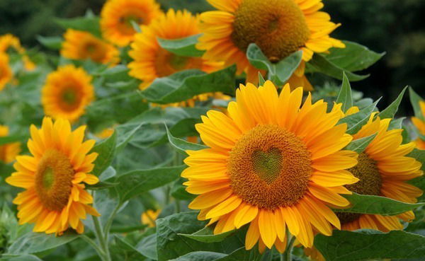 Наталья Гурьева