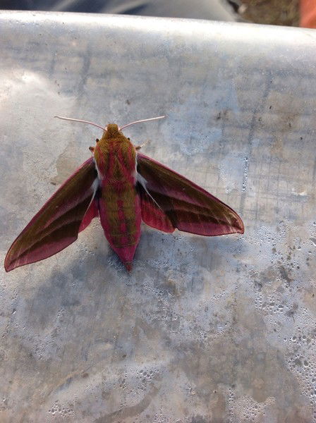 Кирилл Каменев