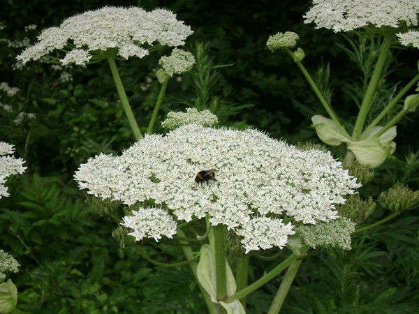 Надежда Маринина