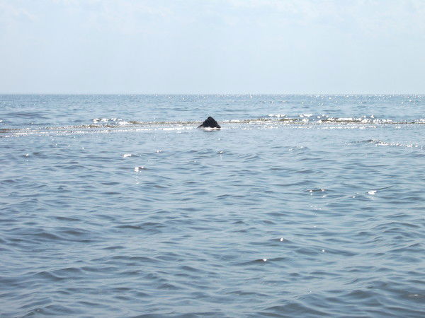 Серёга Серый