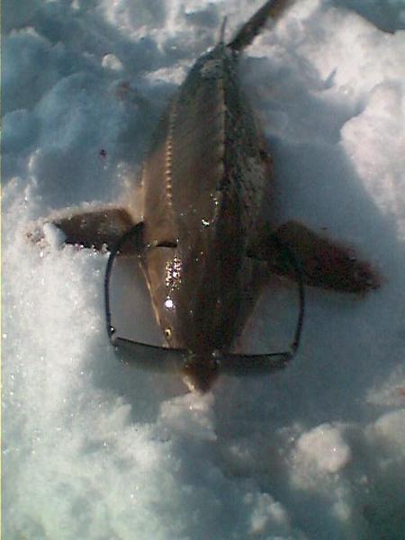 Сергей Смирнов