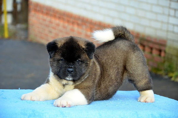 Настя Прокопенко