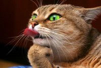 Александр Васильев