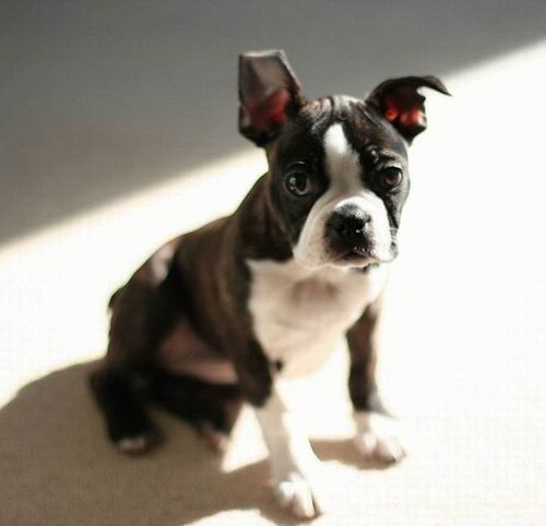 Михаил Антонов