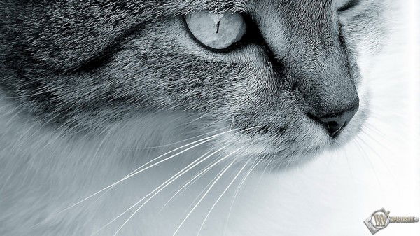 Ира Бондалетова