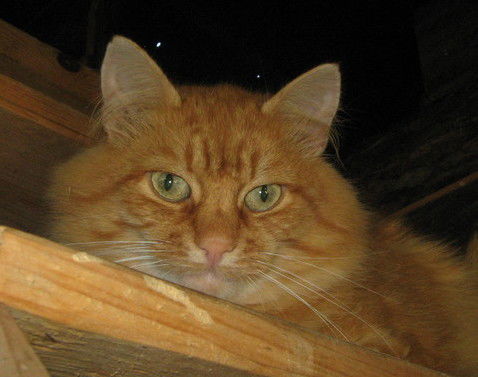 Светлана Бирюкова