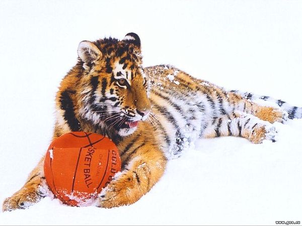 Cергей Рязанов