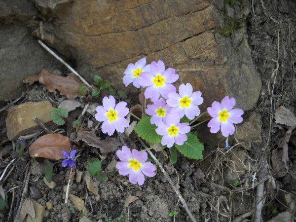 Елена Заева