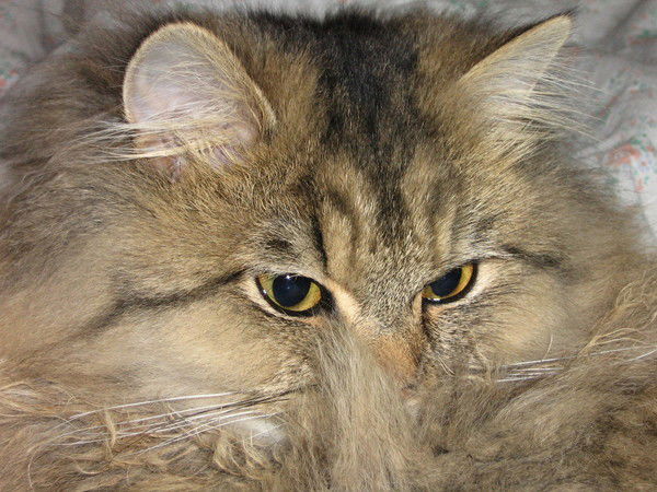 Светлана Баева