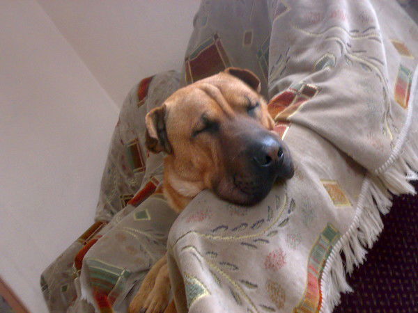 Цезарь Шмель