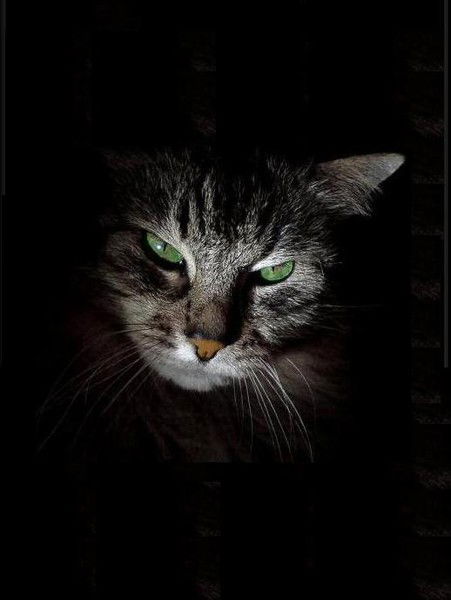 Василий Василий