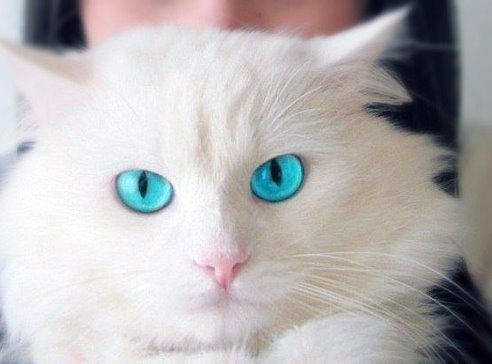 Татьяна Яценко