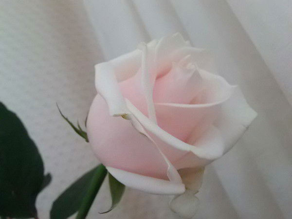 Наталия Дорошок