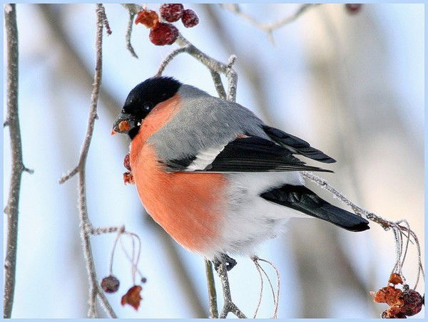 Оксана Самохвалова