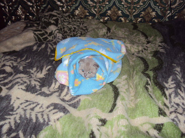 Елена Пищулина