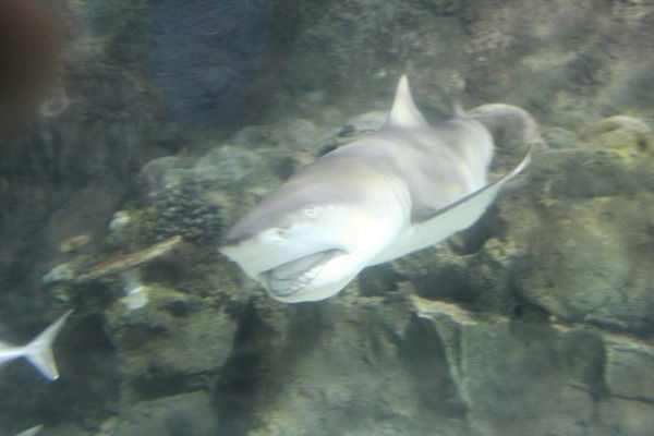 Константин Липко