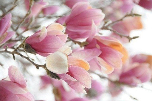 Шынар Донгилова