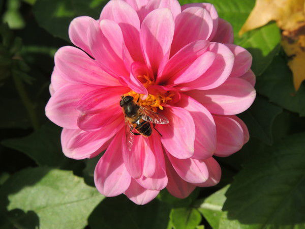 Елена Мушлантова