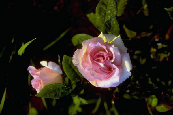 Фархад Хужагарипов