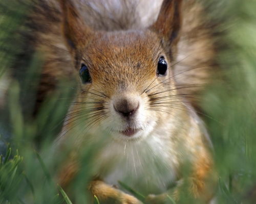 Умная Белка