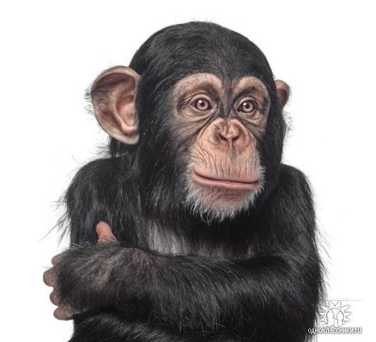 Гена Лепесевич