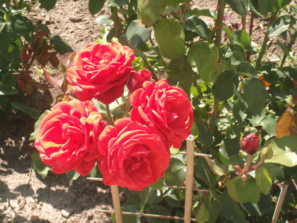 Светлана Ващенко