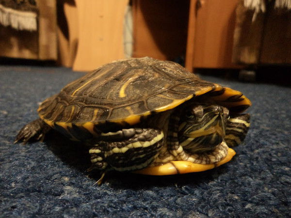 Черепашка Красноухая