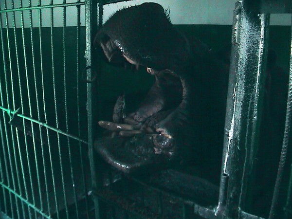 Андрей Келейников