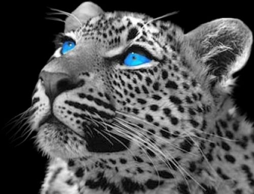 Твой Мираж... Твой Мираж...