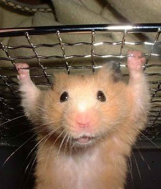 Мариша Павлова