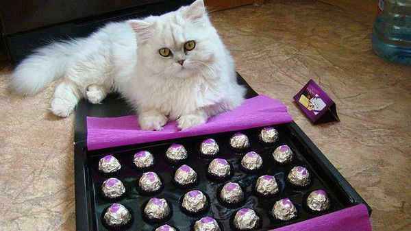 Наталья Стеценко