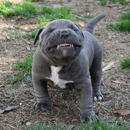 Игорь Шевченко