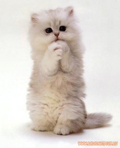 Елена Якушева