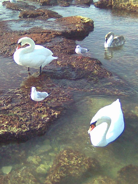 Алима Мухамбеталина