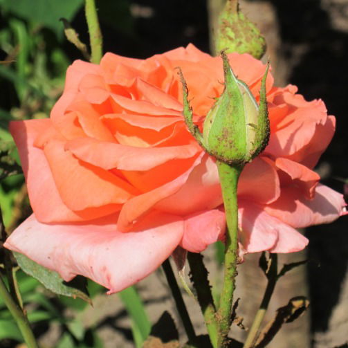 Екатерина Работникова