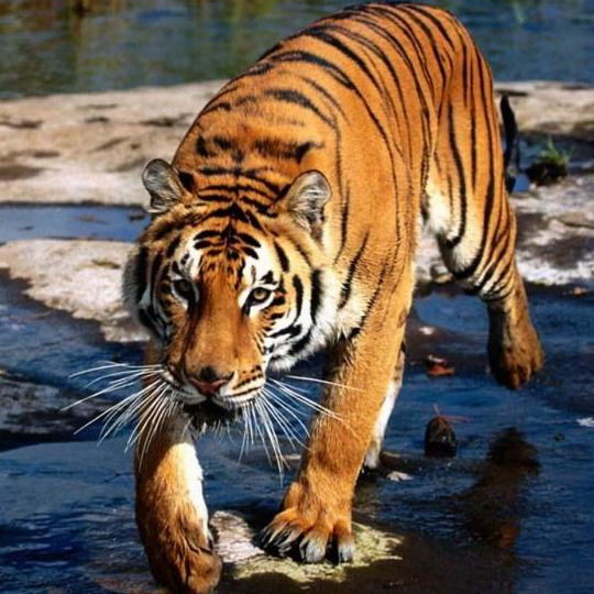 Дмитрий Алексеев