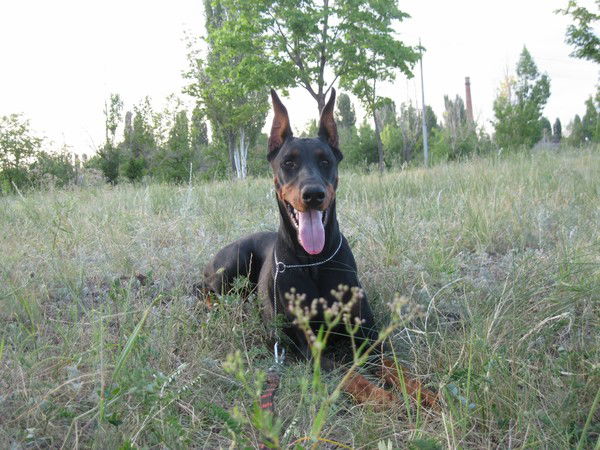 Виктор Солодовников