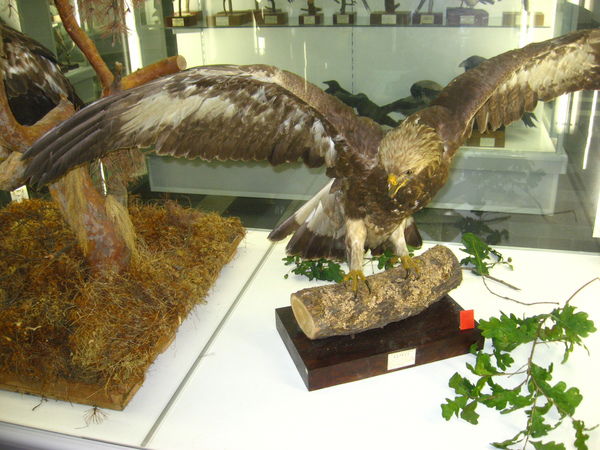 Марат Байтугелов