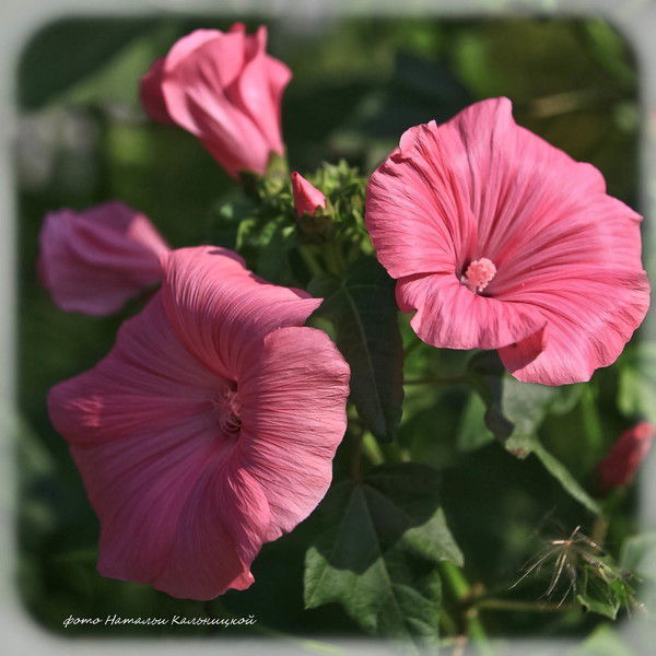 Гайбадуллина Наталия