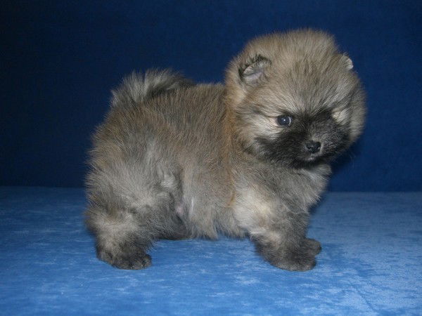 Ирина Коновалова