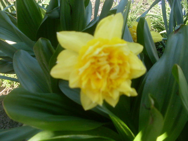 Александер Романенко