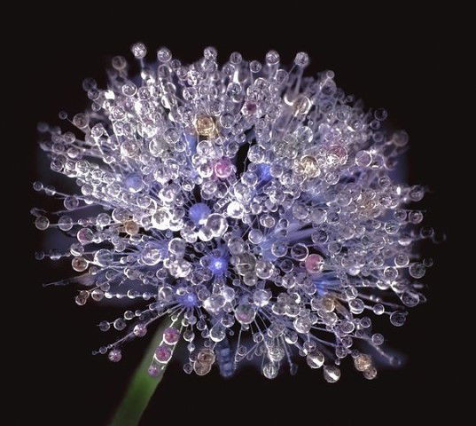 Наталья Буркова