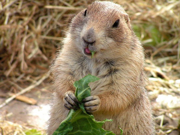 Ирина Рогозинская