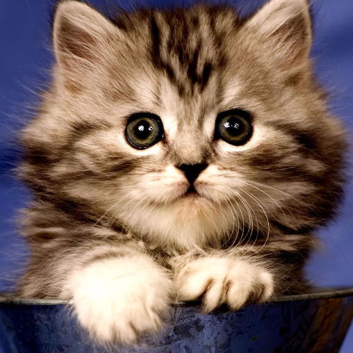 Татьяна Гринина